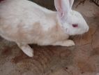 Rabbit