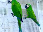 Chestnut Macaw Pair