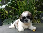 Shitzu Puppies