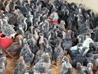 Chicken
