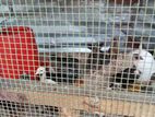 Chicks