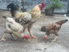 Roosters