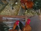 chicken argent sale