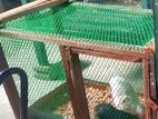 Chicken Cage