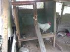 Chicken Cage