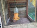 Chicken Cages