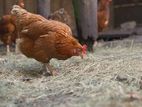 Chicken Fertilizer