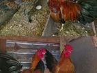 Chickens