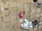Country Chickens