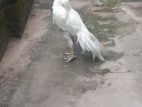 Rooster