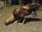 Rooster
