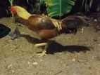 Farm Chicken