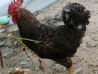 Farm Chicken