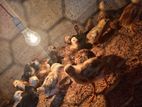 Chickens