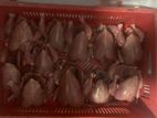 Dog Food Chicken