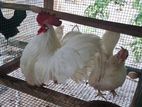 Farm Chicken