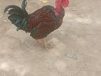 chicken