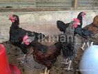 Chicken