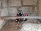 Japanese Bantam