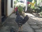 Chicken