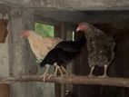 Chickens