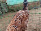 Farm Chickens