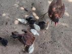 Chicken