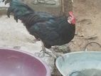 Farm Chicken