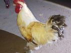 Rooster