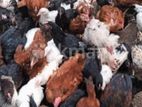 Chicken Hen