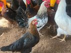 Farm Hens