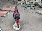 Rooster
