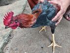Rooster