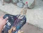 Rooster
