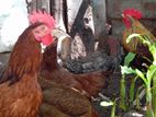 Chickens