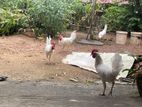 Chickens