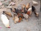 Farm Chickens