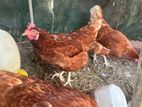 Chickens