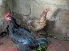 Chickens