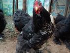 Chickens