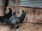 Chickens