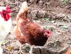 Chickens