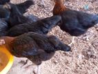 Chicks (කුකුල් පැටවුන්)