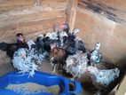 Chicks