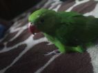 Baby Parrot