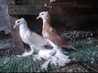 Pigeons