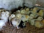 Farm Chicks