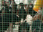 Chicks