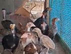 Velladiyan Rooster Chicks