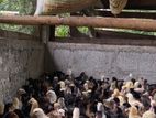 Chicks
